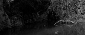 The Alligator People (1959) download