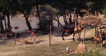 Murieta (1965) download