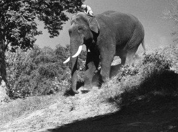 Elephant Boy (1937) download