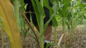 Sharks of the Corn (2021) download