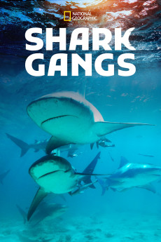 Shark Gangs (2022) download