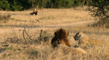 Brothers in Blood: The Lions of Sabi Sand (2015) download