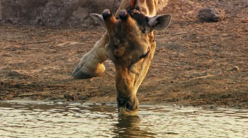 Namibia, Sanctuary of Giants (2016) download