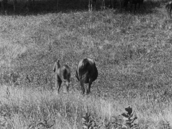 Kentucky Pride (1925) download