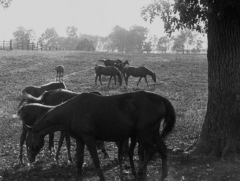 Kentucky Pride (1925) download