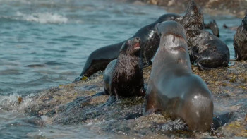 Nature The Ocean's Greatest Feast (2022) download