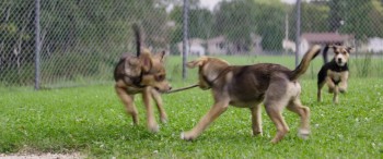 A Dog's Purpose (2017) download