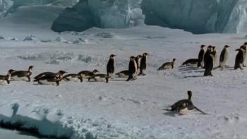 March of the Penguins (2005) download